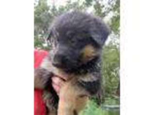 German Shepherd Dog Puppy for sale in Hilliard, FL, USA
