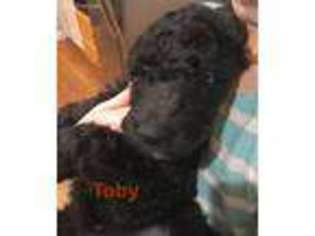 Saint Berdoodle Puppy for sale in Snohomish, WA, USA