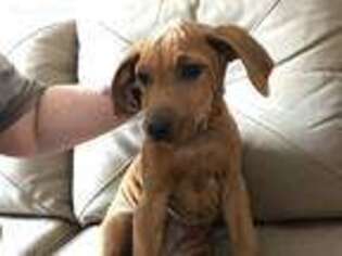 Rhodesian Ridgeback Puppy for sale in Plainfield, CT, USA