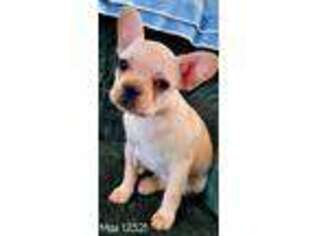 French Bulldog Puppy for sale in Monte Vista, CO, USA
