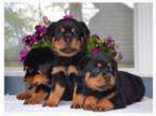 Rottweiler Puppy for sale in Buzzards Bay, MA, USA