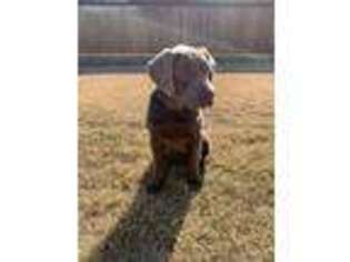 Labrador Retriever Puppy for sale in Frisco, TX, USA