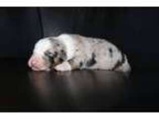 Australian Shepherd Puppy for sale in Macon, GA, USA