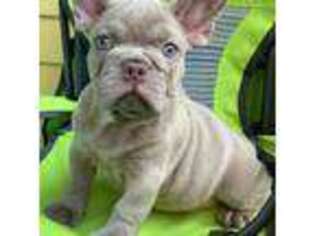 French Bulldog Puppy for sale in Arlington, VA, USA