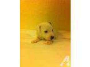 Jack Russell Terrier Puppy for sale in NORWICH, CT, USA