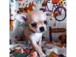 Chihuahua Puppy for sale in Palmyra, ME, USA