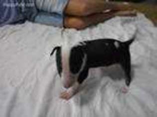 Bull Terrier Puppy for sale in Seabrook, TX, USA