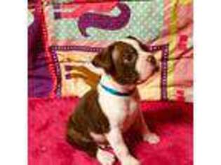 Boston Terrier Puppy for sale in Decherd, TN, USA