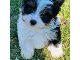 Biewer Terrier Puppy for sale in Monroe, OH, USA