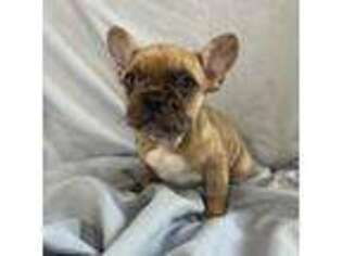 French Bulldog Puppy for sale in Westminster, MD, USA
