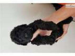 Airedale Terrier Puppy for sale in Sacramento, CA, USA