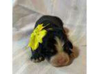 Bernese Mountain Dog Puppy for sale in Friendsville, MD, USA