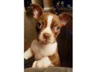 Boston Terrier Puppy for sale in La Grange, IL, USA
