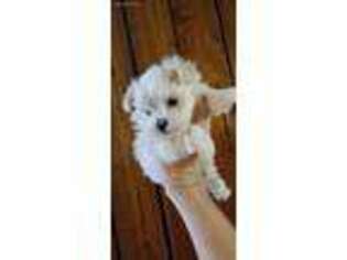 Maltese Puppy for sale in Munford, AL, USA
