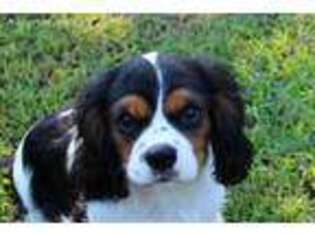 Cavalier King Charles Spaniel Puppy for sale in Vian, OK, USA