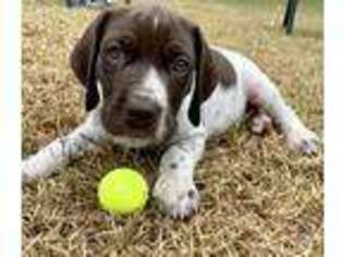German Shorthaired Pointer Puppy for sale in Tallahassee, FL, USA
