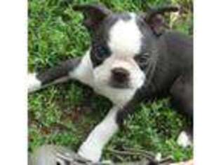 Boston Terrier Puppy for sale in Erhard, MN, USA