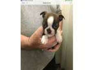Boston Terrier Puppy for sale in Gainesboro, TN, USA