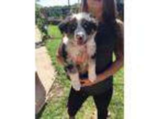 Australian Shepherd Puppy for sale in Lizella, GA, USA