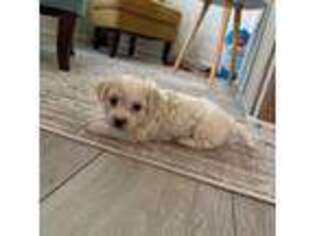 Bichon Frise Puppy for sale in Lawrenceville, GA, USA