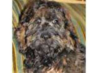 Cock-A-Poo Puppy for sale in Clarinda, IA, USA