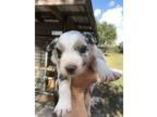 Australian Shepherd Puppy for sale in Arcadia, FL, USA