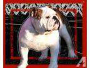 Bulldog Puppy for sale in SEARCY, AR, USA