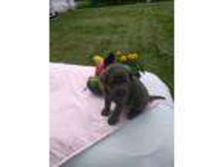 Labrador Retriever Puppy for sale in Clayton, NY, USA