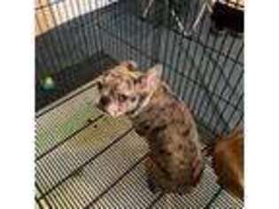 French Bulldog Puppy for sale in Fairburn, GA, USA