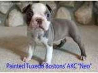 Boston Terrier Puppy for sale in Cedar Falls, IA, USA