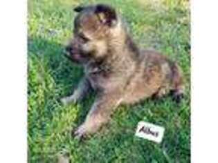 German Shepherd Dog Puppy for sale in Flemington, MO, USA