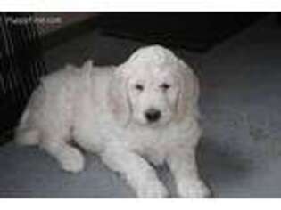 Goldendoodle Puppy for sale in Oconto, WI, USA