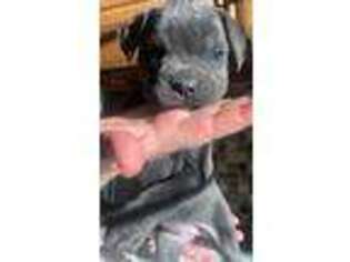 Cane Corso Puppy for sale in Rialto, CA, USA
