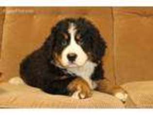 Bernese Mountain Dog Puppy for sale in Richfield, PA, USA