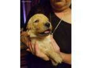 Golden Retriever Puppy for sale in Raymond, WA, USA