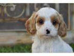 Cavapoo Puppy for sale in Phoenix, AZ, USA