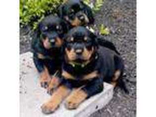 Doberman Pinscher Puppy for sale in New Boston, NH, USA