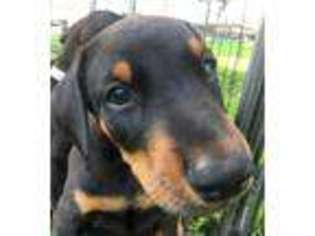 Doberman Pinscher Puppy for sale in Watervliet, NY, USA
