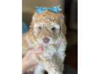 Goldendoodle Puppy for sale in Richton, MS, USA