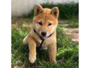 Shiba Inu Puppy for sale in Oak Park, IL, USA