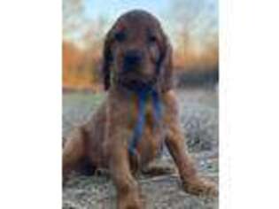 Irish Setter Puppy for sale in Sawyer, OK, USA