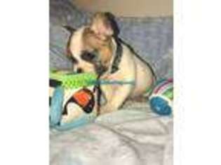 French Bulldog Puppy for sale in London, AR, USA