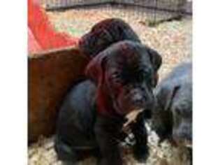 Cane Corso Puppy for sale in Stamford, CT, USA