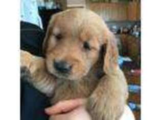 Golden Retriever Puppy for sale in Waterford, ME, USA