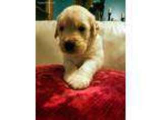 Golden Retriever Puppy for sale in Haslett, MI, USA