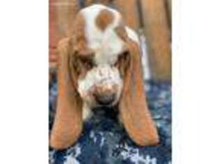 Basset Hound Puppy for sale in Schulenburg, TX, USA