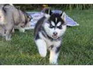 Siberian Husky Puppy for sale in Mapleton, UT, USA