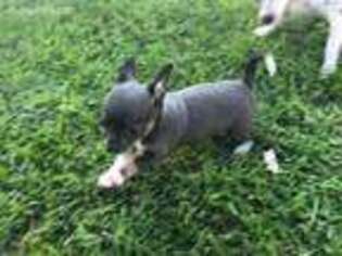 Chihuahua Puppy for sale in New Sharon, IA, USA