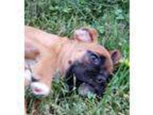 Boxer Puppy for sale in Concord, VA, USA