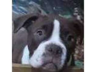 Alapaha Blue Blood Bulldog Puppy for sale in Newnan, GA, USA